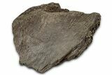 Fossil Ornithischian Dinosaur Bone Section - Montana #355109-1